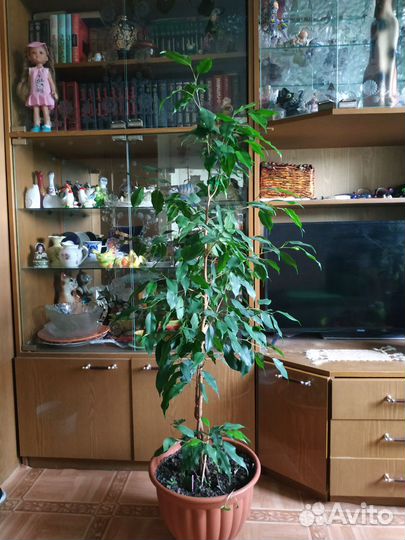 Фикус бенджамина