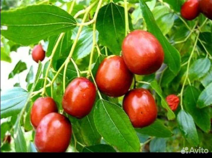 Зизифус (унаби) финик плоды