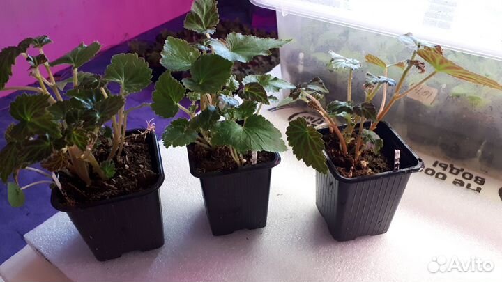 Бегония ампельная Беллекония для кашпо