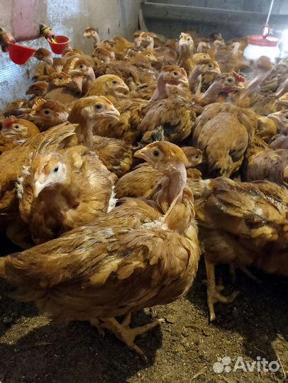 Цыплята бройлеры