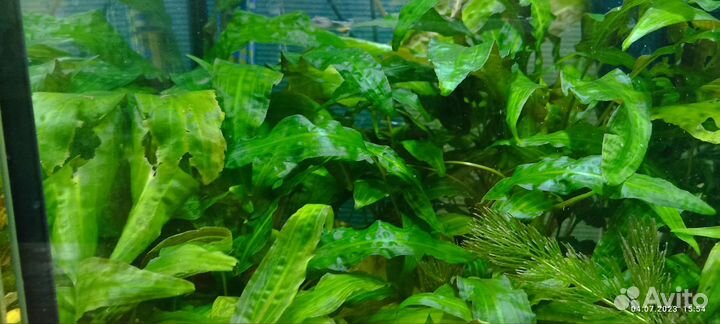 Криптокорина