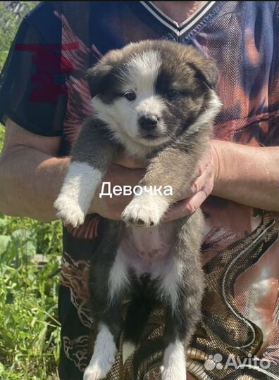Собака в добрые руки щенки