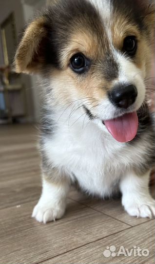 Щенки корги