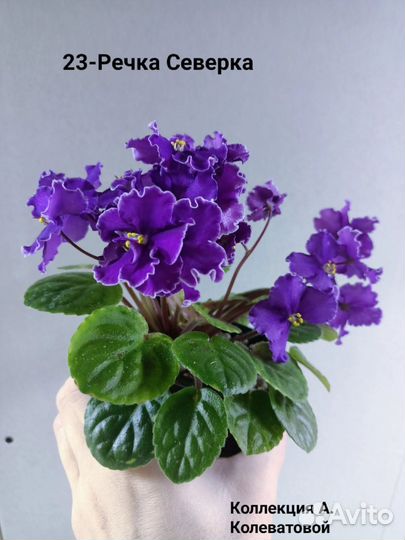 Трейлеры ампельные и кустовые