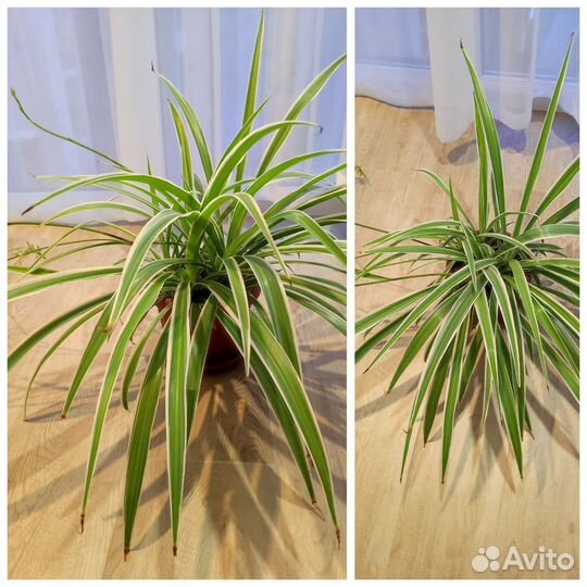 Хлорофитум и сансевиера