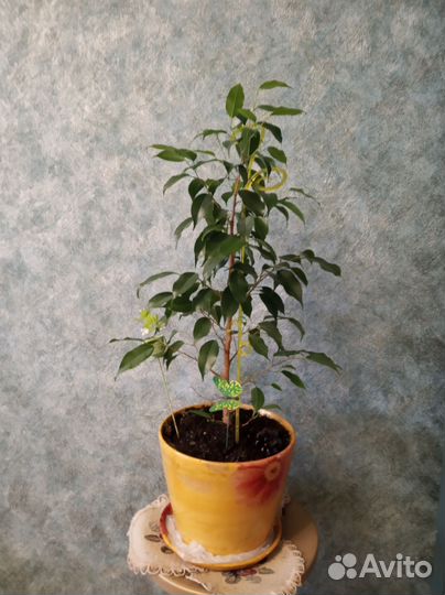 Фикус Даниэль