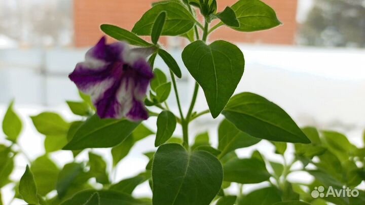 Петуния мини vista