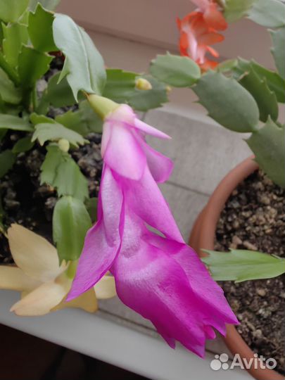 Декабрист шлюмбергера