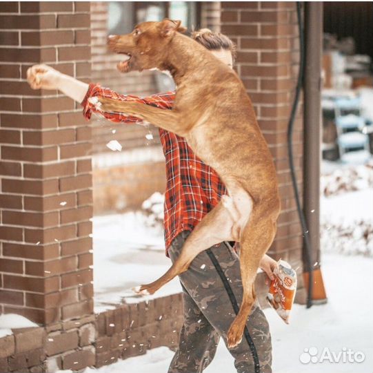 Питбуль для вязки бесплатно