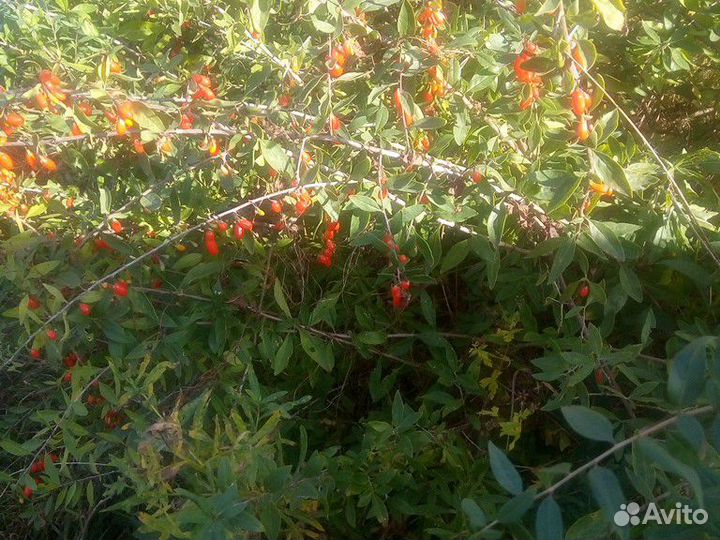Саженцы полезной ягоды Годжи(Тибетский Барбарис)