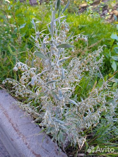 Травы ягоды для сборов