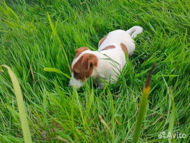 Джек Рассел тepьep