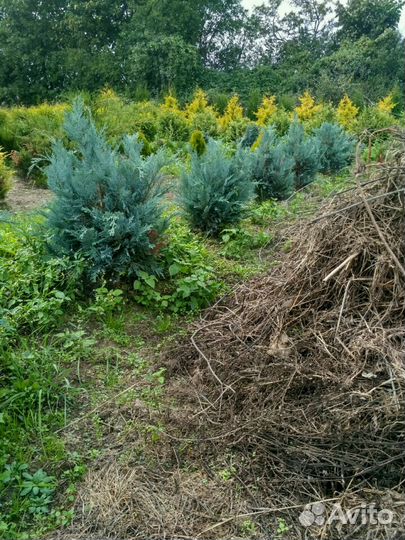 Туи Можевельник Кипарис Ель Голубая