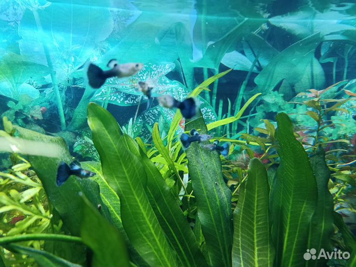 Рыбки, креветки, улитки, растения