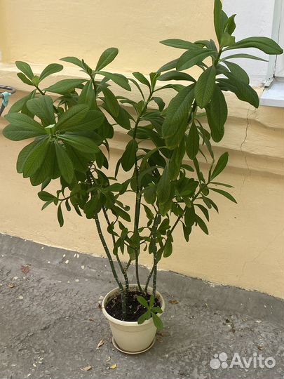 Комнатные цветы