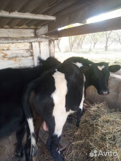 Бычок и телка