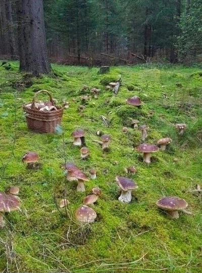 Участок 9 сот. (СНТ, ДНП)