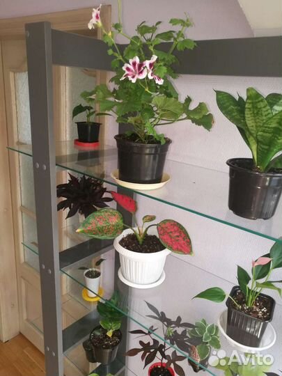 Пеларгония герань. Новый стеллаж для цветов