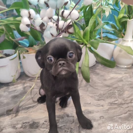 Пти брабансон