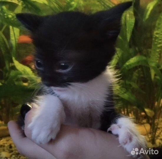 Котенок (мальчик) в добрые руки