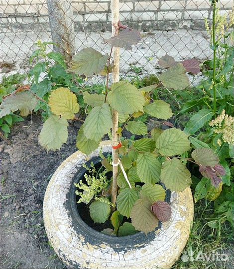 Лещина (орех) краснолистная