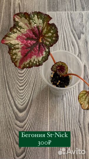 Бегония, Лидизия, Папоротник