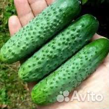 Самый урожайный гибрид огурца из Испании Бэрд