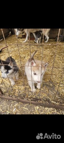 Щенки сибирской хаски