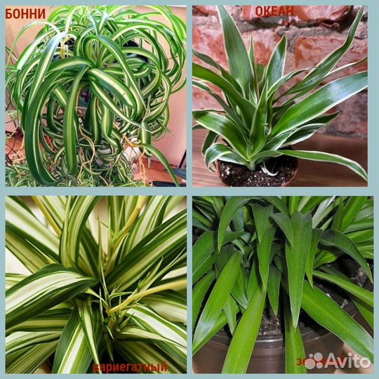 Хлорофитумы, четыре сорта