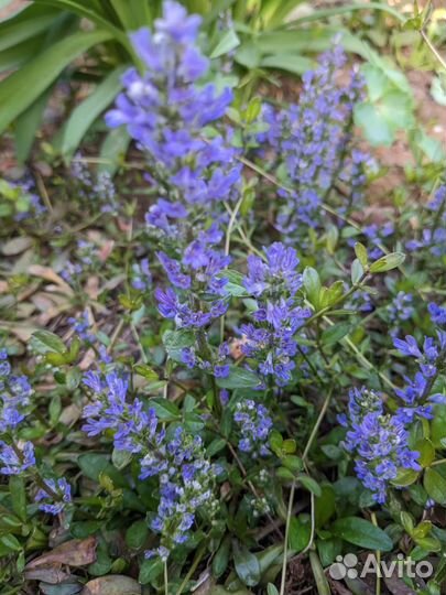 Почвопокровные растения