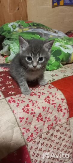 Кошка в дар