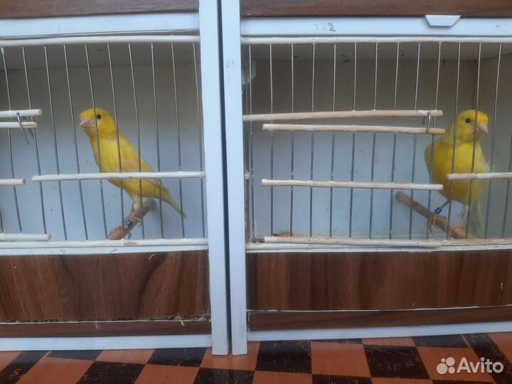 Кенара и канарейки