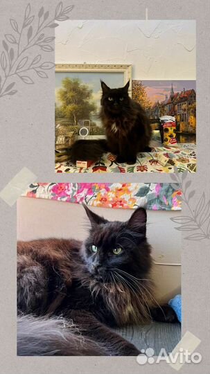 Мейн-кун девочка в добрые руки