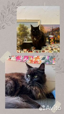 Мейн-кун девочка в добрые руки