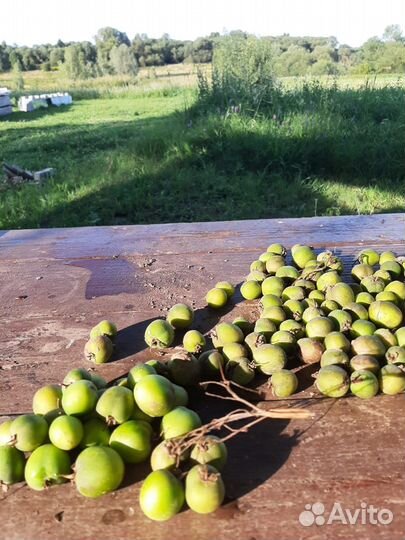 Семенной картофель из биологических семян