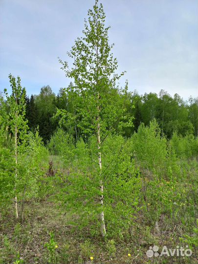 Саженцы березы