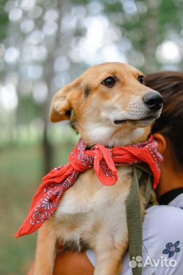 Ушастик Клёпа - милейший щенок