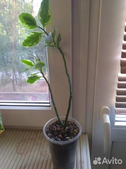 Педилантус