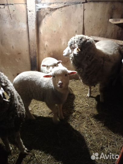 Овцы бараны ягнята