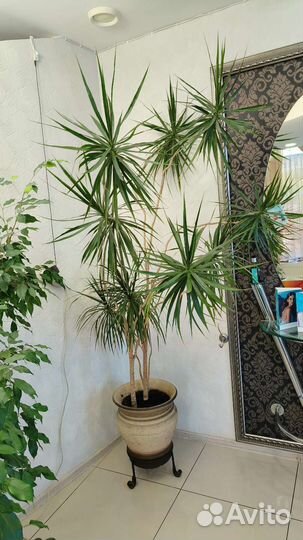 Драцена/цветок комнатный/дерево/фикус