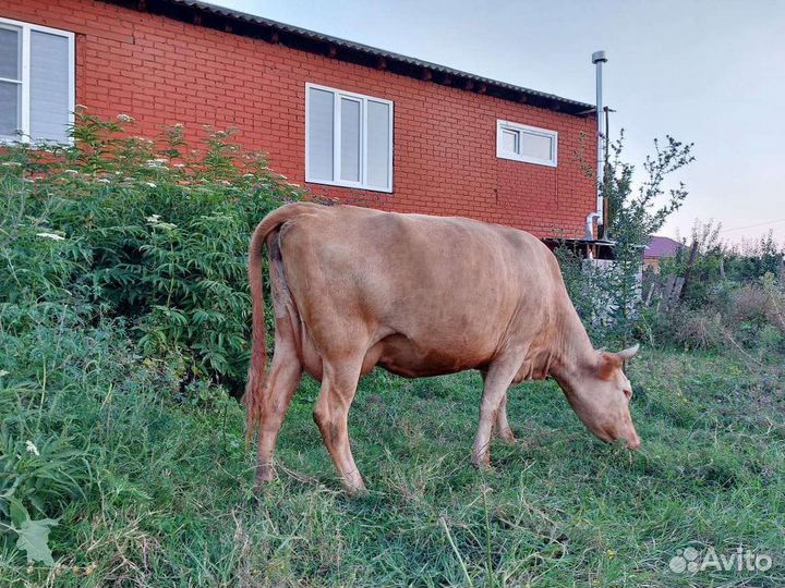 Корова дойная