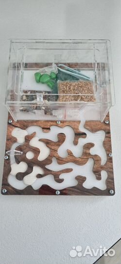 Муравьиная ферма