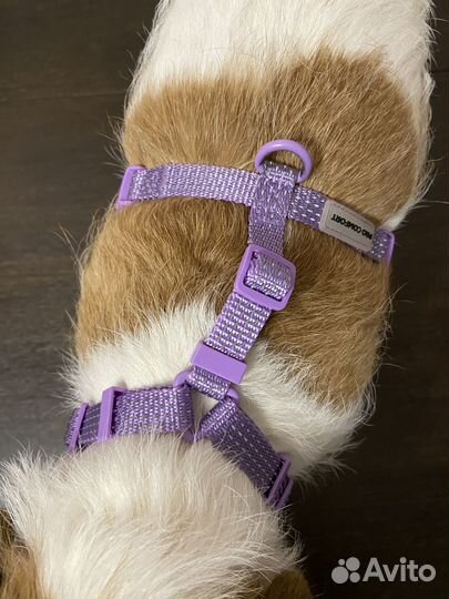 Анатомическая шлейка для собаки