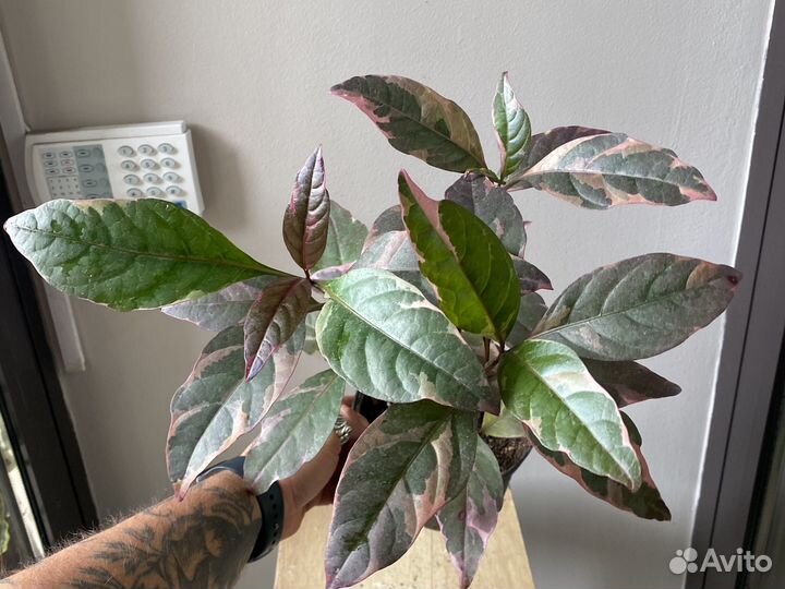 Псевдорантемум