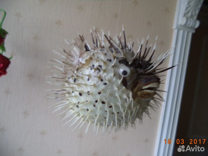 Чучело Рыба-еж