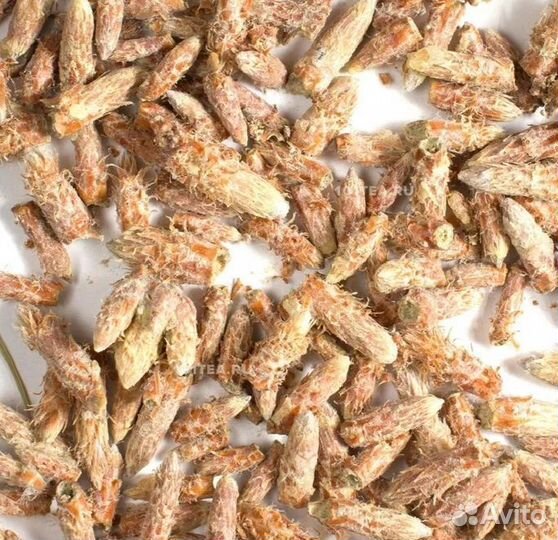 Сосновые почки