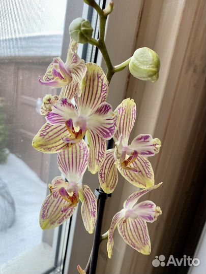 Орхидеи бабочки