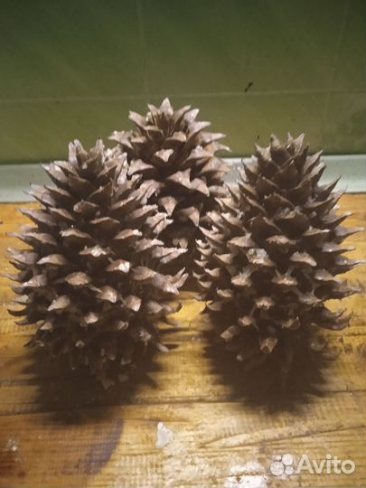 Шишка сосны Мартинеса
