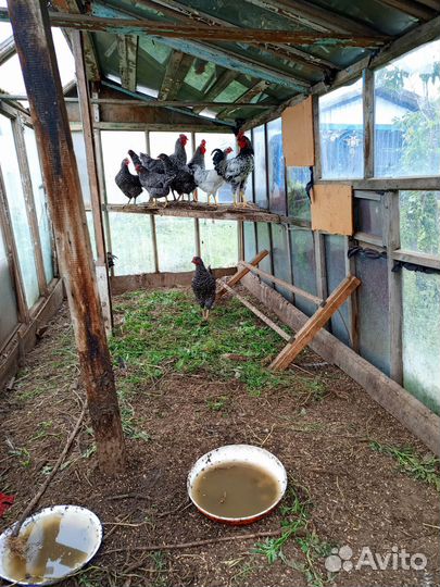 Молодые петухи