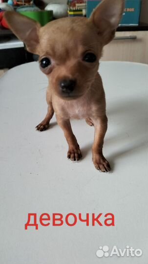 Той-терьер щенки